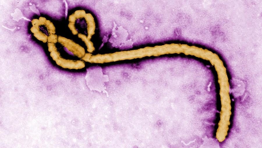 Ebola Scares The World