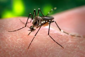 Mosquito Virus Causes Microcephaly Outbreak in Brazil