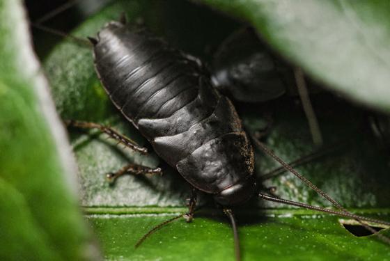Could Cockroach Milk Be the Next Big Thing?