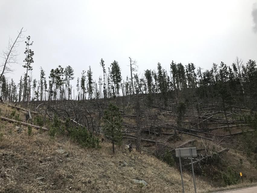 A large number of dead pine trees in South Dakota.