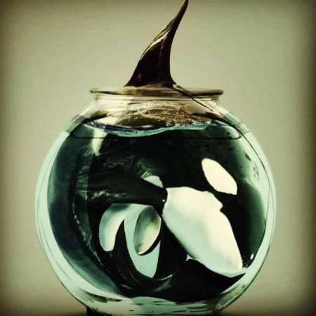 Is SeaWorld Good or Bad?