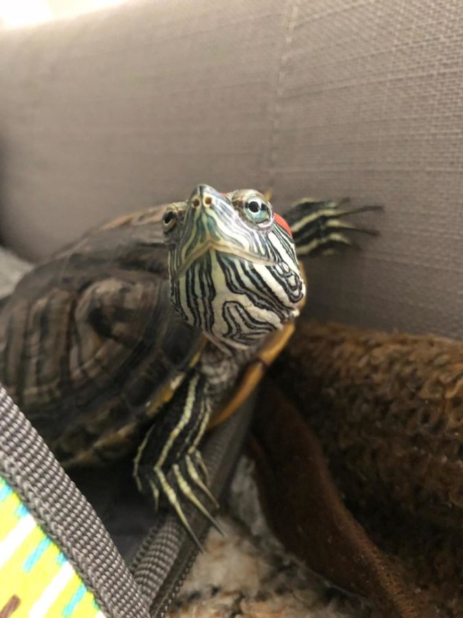 8 year old red-eared slider turtle.