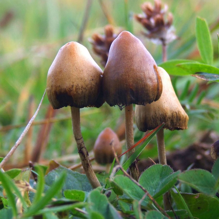 Psychedelics: a Potential Treatment for Mental Illnesses