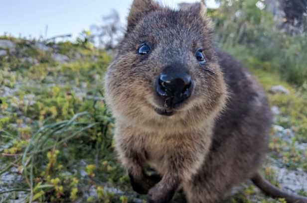 Photo courtesy of https://wwf.org.au/what-we-do/species/quokka/
